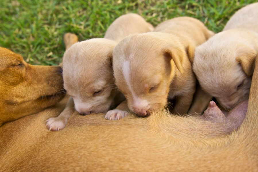 Quanto Tempo Pode Tirar O Filhote De Cachorro Da Mãe?