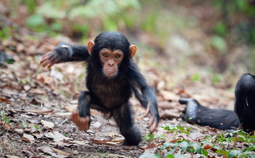 Quantos Dedos Tem um Chimpanzé? O Que Protege Seu Corpo?