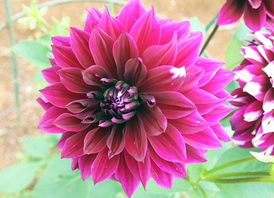 Cores da Flor Dalia: Roxa, Rosa, Vermelha, Amarela e Significado