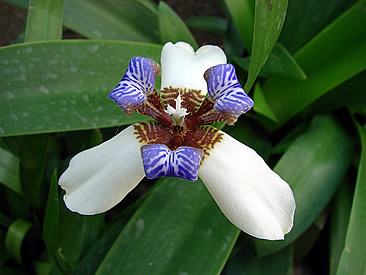 Como Cuidar da Flor Falso Iris em Vaso, Podar e Fazer Mudas