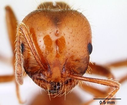 Formiga de Fogo: Características, Nome Cientifico, Fotos e Tamanho