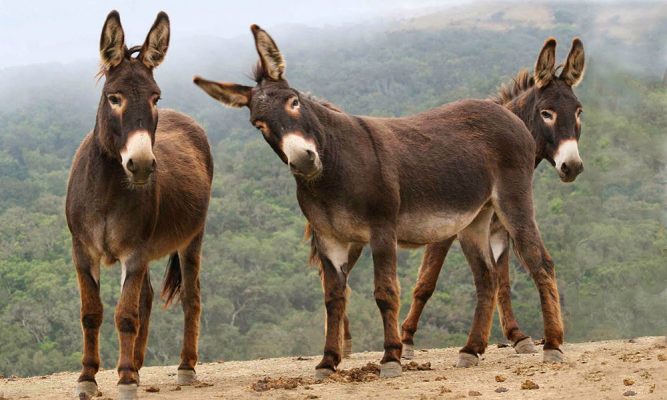 Alimentação do Burro: O Que Eles Comem?