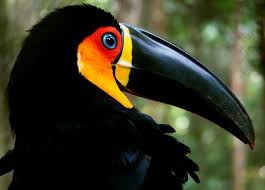 Tucano é Predador – Sim ou Não? Quem São os Seus Predadores?