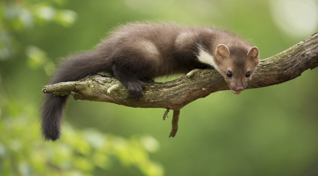 Alimentação da Fuinha: O Que Elas Comem?