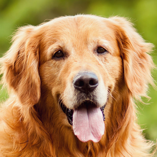 Como Cuidar de Um Golden Retriever Filhote: Cuidados