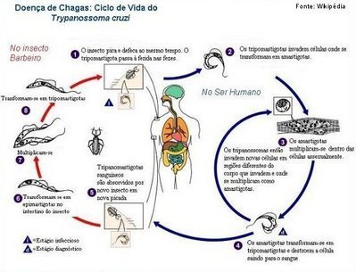 O Que É Um Ciclo Metagênico? Quais as Suas Partes?
