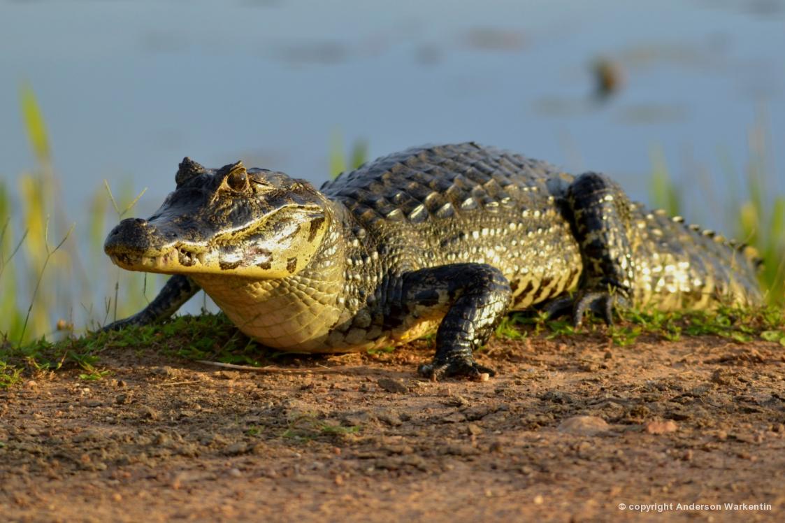 Esqueleto Do Crocodilo E Fosseis Do Animal Encontrados