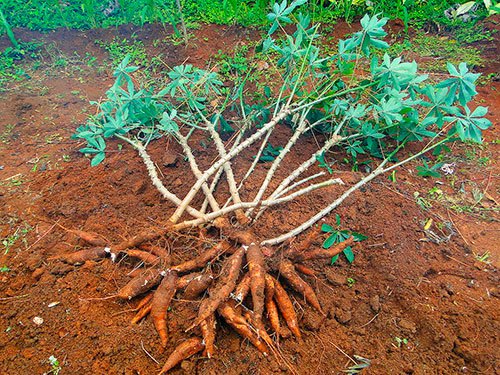 Quais Plantas são Venenosas Para Cachorros?
