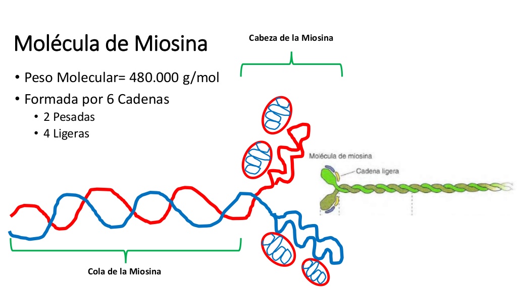 Qual a Função dos Filamentos de Actina e Miosina?