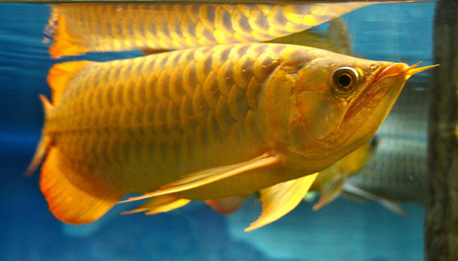 Tudo Sobre O Peixe Aruanã: Caracteristicas, Nome Científico E Fotos