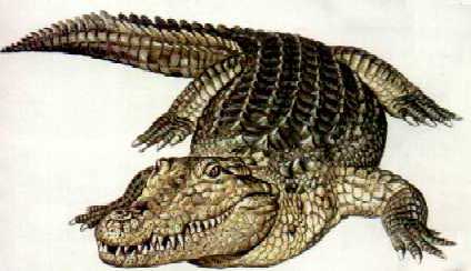 Lista de Ancestrais dos Crocodilos: Especies e Características