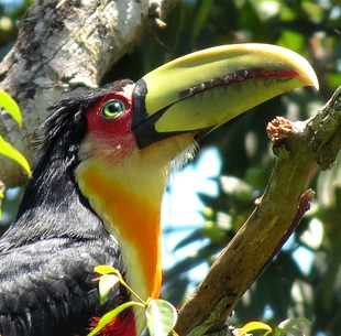 Tucano Extinção: Espécies Que Estão Ameaçadas no Mundo