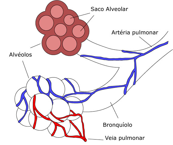 Qual a Função dos Sacos Alveolares? Pra Que Eles Servem?