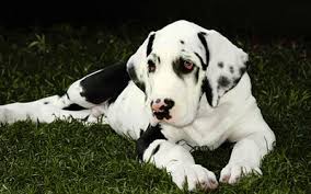 Comportamento do Dogue Alemão, Hábitos e Modo de Vida