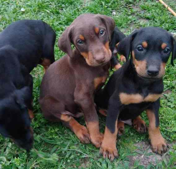 Filhote de Doberman Para Adoção: Onde Encontrar? Como Fazer?