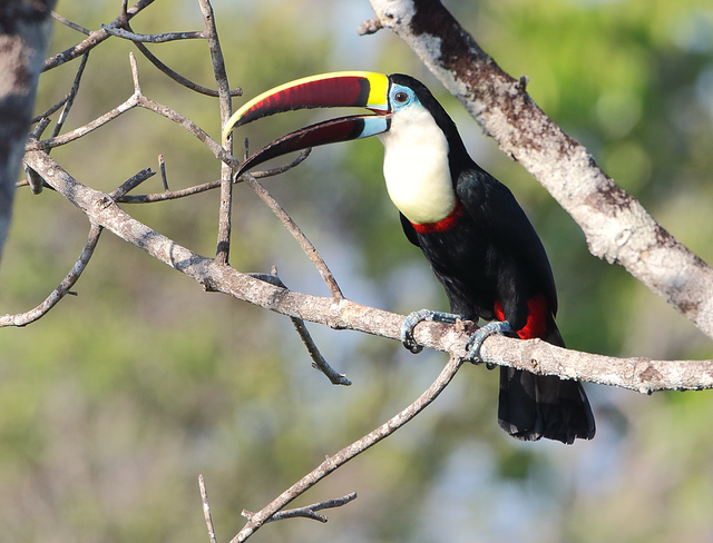 Como O Tucano Se Locomove? Sistema Locomotor Do Animal