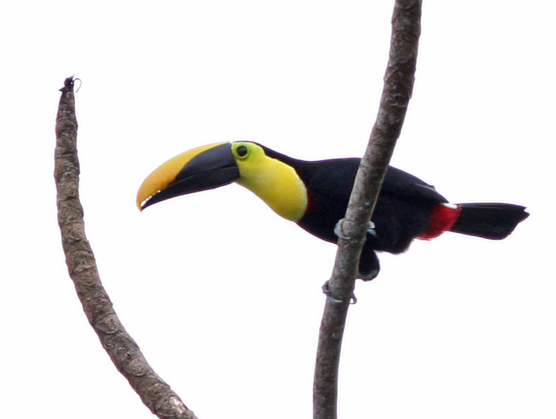 Tucano-de-Mandíbula-Castanha: Características, Habitat e Fotos