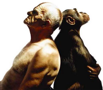 É Correto Dizer Que O Homem Evoluiu Do Macaco?