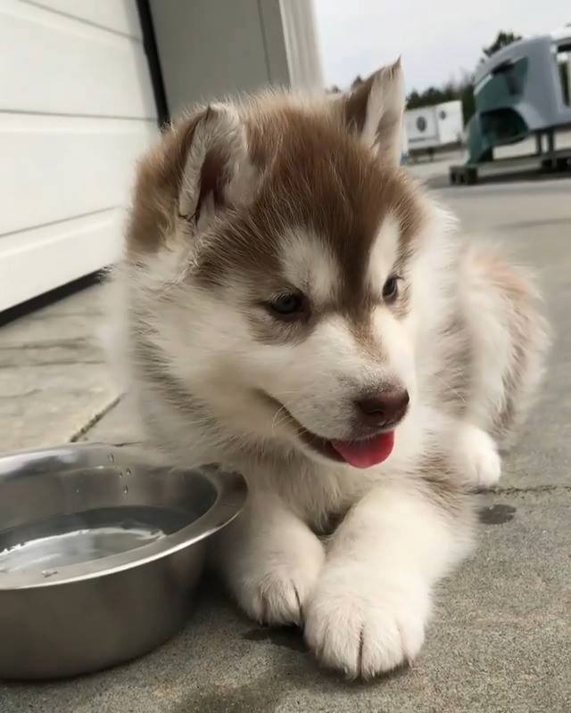 Husky Siberiano Filhote Para Adotar: Como Conseguir e Fotos