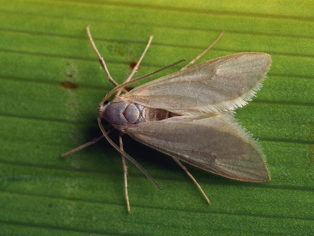 Borboleta Aquática: Caracteristicas, Nome Cientifico e Fotos