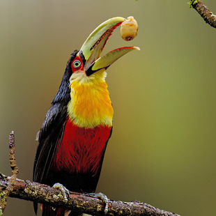 Tucano Come Passarinho? O Que Comem na Natureza?