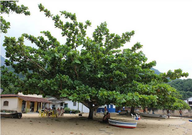 Amendoeira-da-Praia: Benefícios, Comprar, Fruto e Fotos