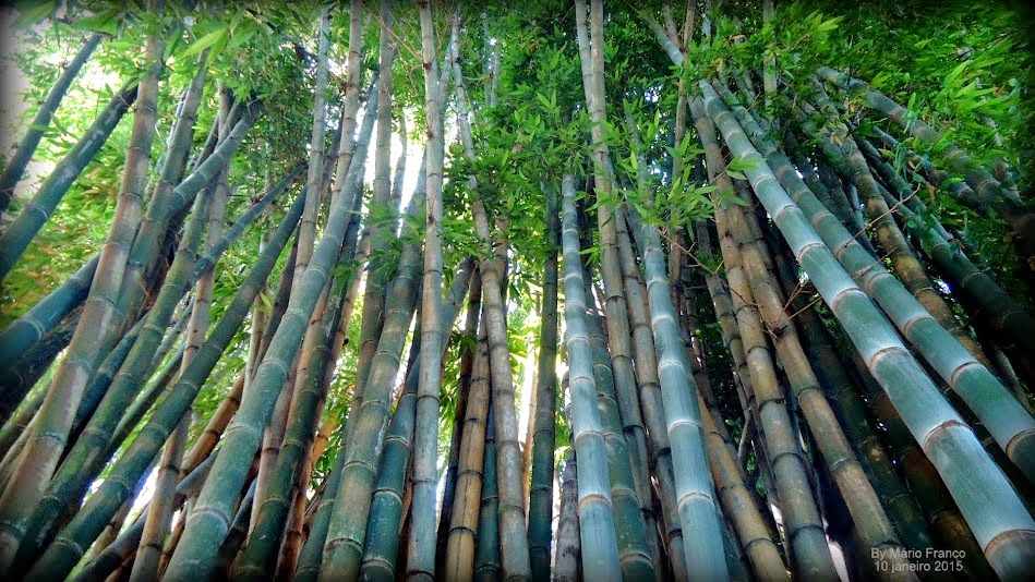 Qual é o Tempo do Crescimento do Bambu?