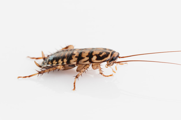 Barata Amarela é Venenosa? É Perigosa? Elas Mordem?