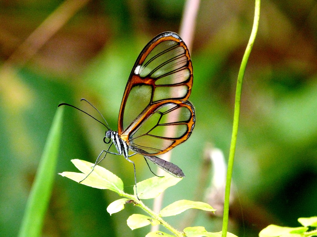 Borboleta Estranha: Características, Nome Científico E Fotos