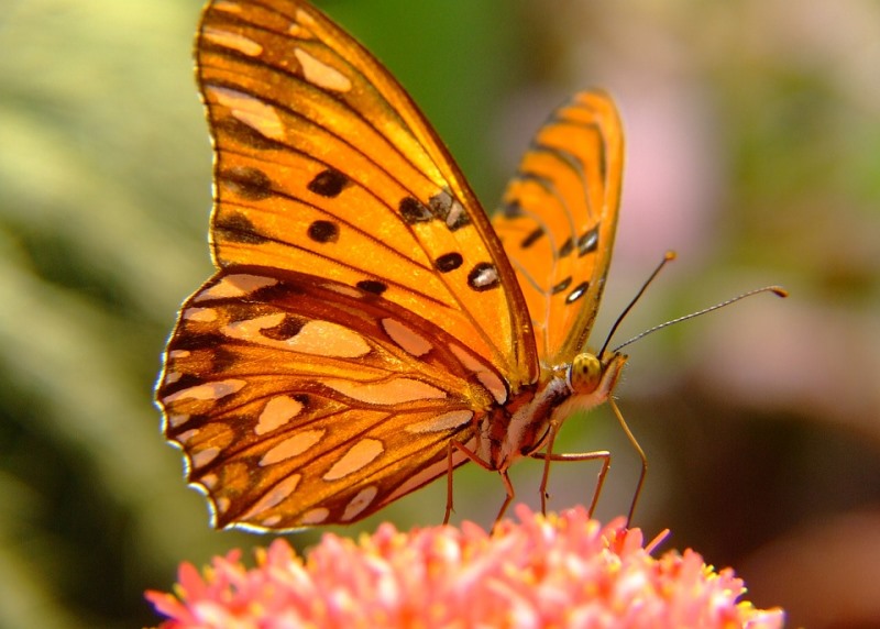 Habitat da Borboleta: Onde Elas Vivem?