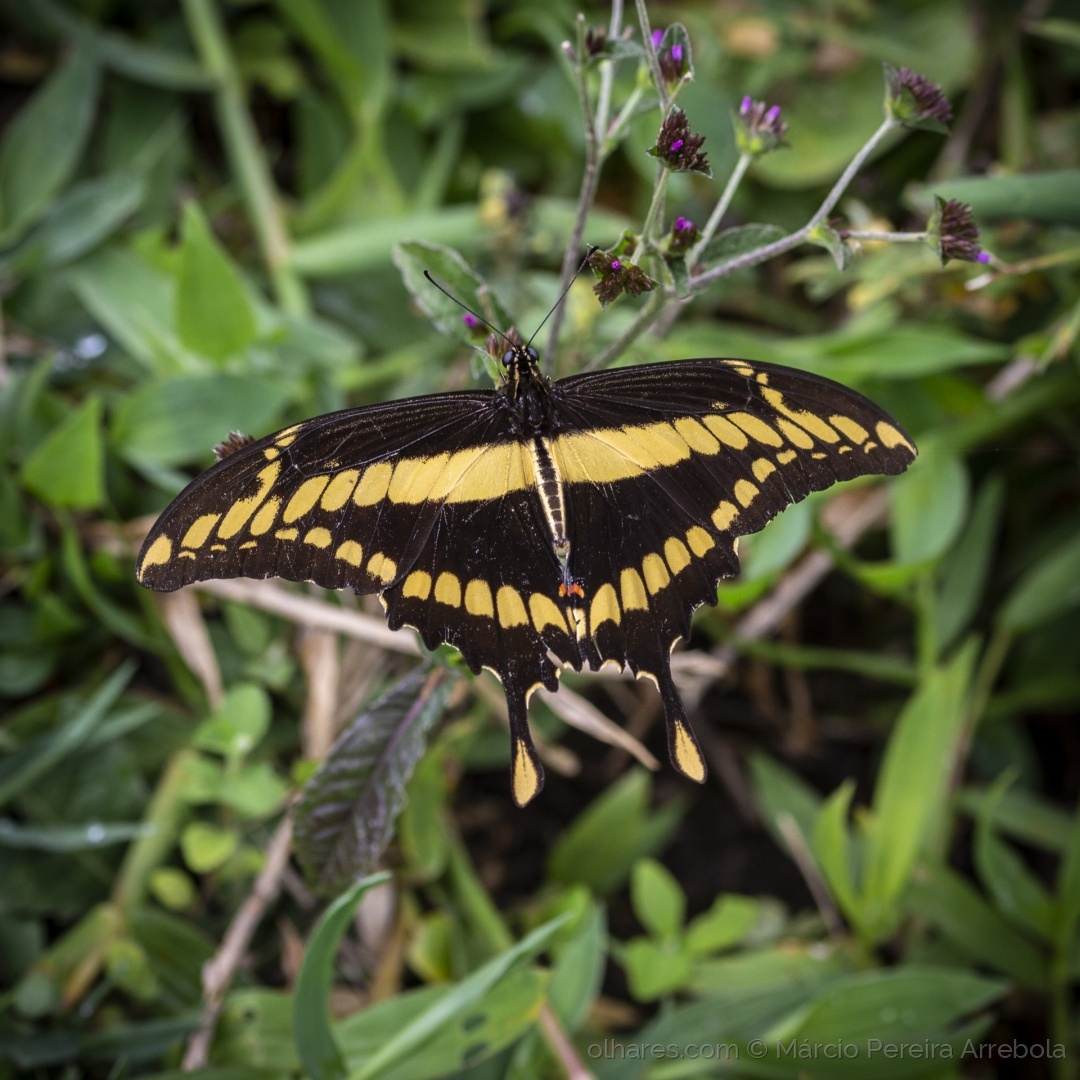 Borboleta Caixão-de-Defunto: Características, Habitat e Fotos
