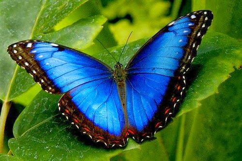 Borboleta Morfo Azul ou Capitão-do-Mato: Características e Fotos