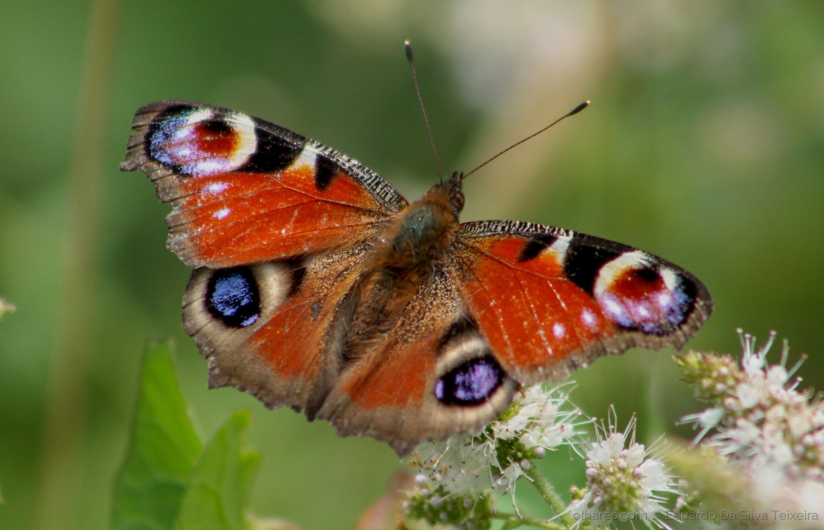 Borboleta-Pavão-Diurno: Características, Nome Cientifico e Fotos