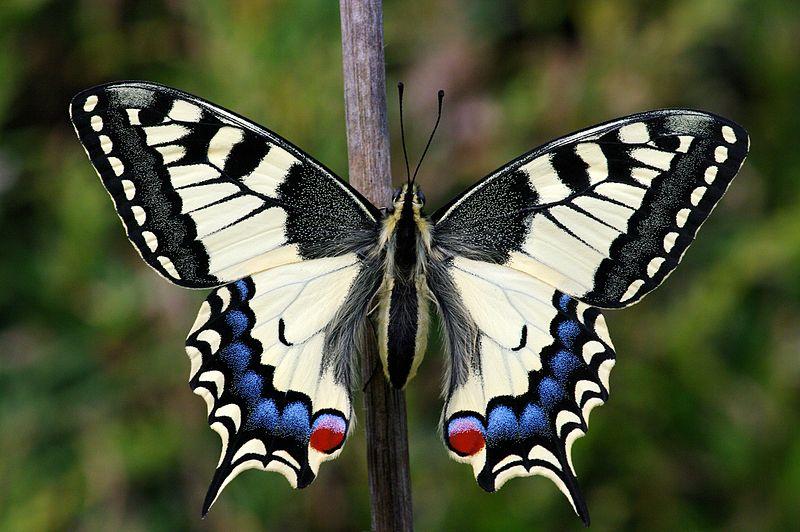 Borboleta Rabo-de-Andorinha: Características, Habitat e Fotos