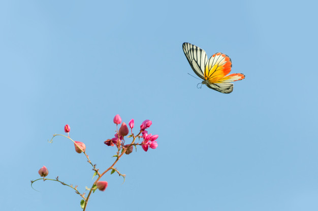 Borboleta-Zebra: Características, Nome Cientifico e Fotos