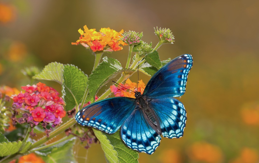 Borboleta da Flor-da-Paixão: Características, Habitat e Fotos