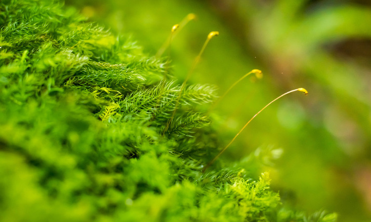 O Que Significa Fase Dominante em Plantas?