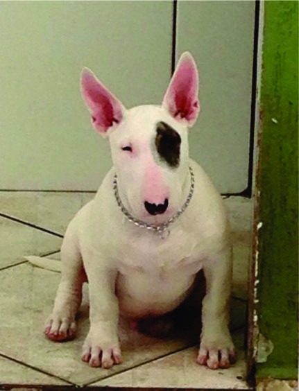 Qual a Potência da Mordida de um Bull Terrier?