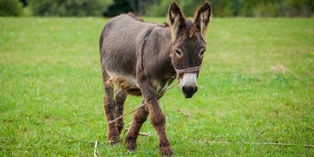 Habitat do Burro: Onde Eles Vivem?