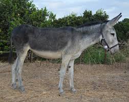 Burro-Andaluz: Características, Nome Cientifico e Fotos
