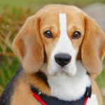 Cachorro Criado em Laboratório - Beagle