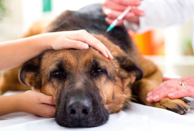 Quando o Cachorro é Castrado Ele Cruza?
