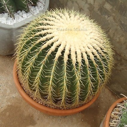 Cacto Bola: Características, Como Cultivar e Fotos