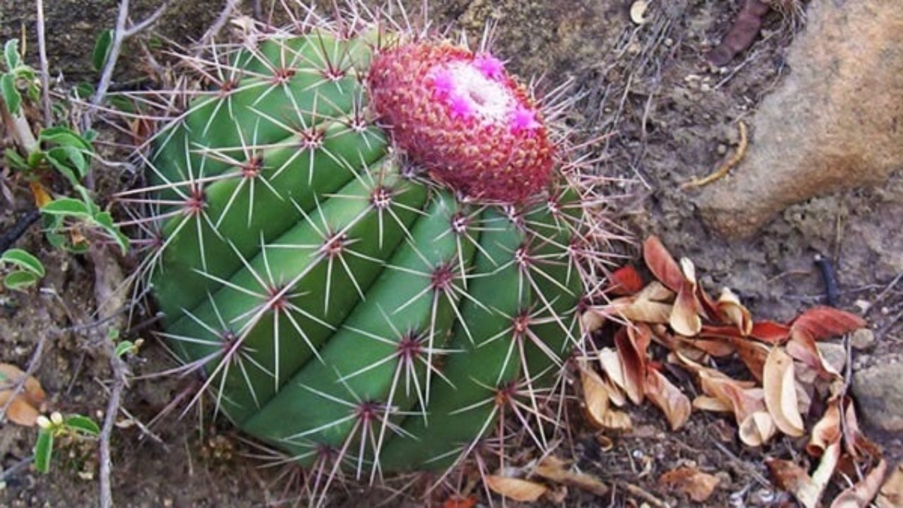 Cacto Cabeça-de-Frade: Características, Como Cultivar e Fotos