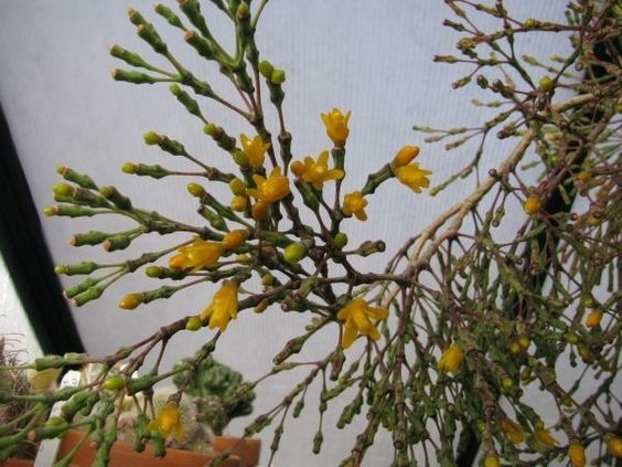 Cacto Rhipsalis De Flor Amarela: Características, Cultivo E Fotos
