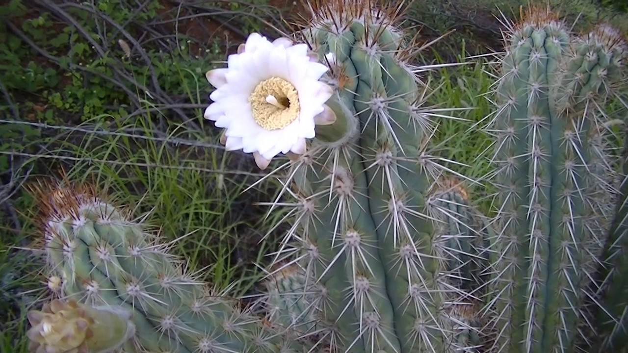 Cacto Xique Xique: Características, Como Cultivar e Fotos