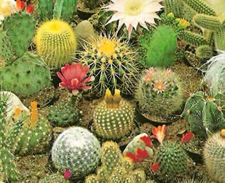 Como Cuidar de Cactos Ornamentais, Regar e Fazer Mudas?