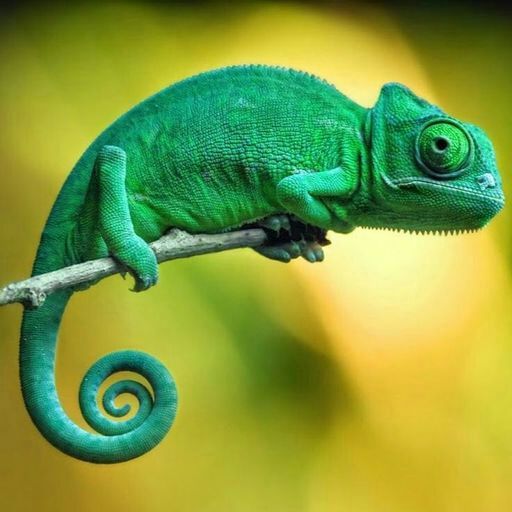 Camaleão Nadzikambia: Características, Nome Cientifico e Fotos