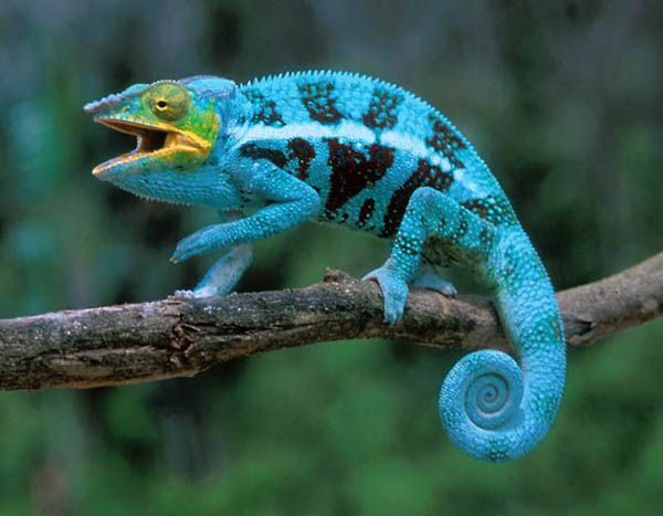 Camaleão do Iêmen: Características, Nome Cientifico e Fotos