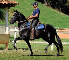 Raça de Cavalo Paso Fino: Características, Fotos e Historia
